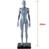 Medical Human Musculoskeletal Anatomy Model New Human Anatomy Skull Body Model Muscle Bone (30 Cm) H