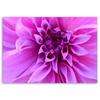 Canvas print, Purple flower