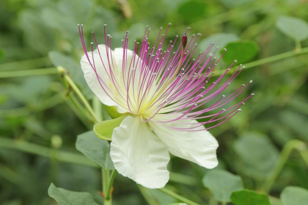 SAFLAX Garden in the Bag - Каперсы - 25 семян - С субстратом в подходящем пакете - Capparis spinosa