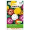 Helichrysum Garden Mixture, 1g Flower Seeds for the Garden