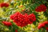 Rowan fruit 200g Fruit infusion tisania