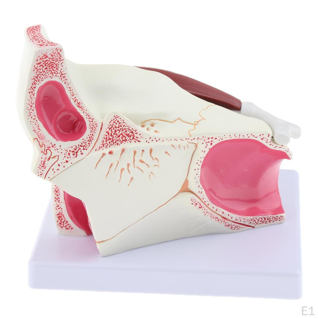 Magnification 3x Human Eye Model Teaching Tool