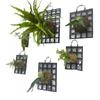 Thickened Planting Board Dendrobium Gardening Hanging Board Black Staghorn Fern Board
