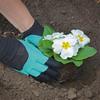 Gants de jardinage - Adulte - Vert - Latex - Plastique