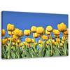 Canvas Print Tulips Flowers Nature