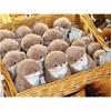 Cute Little Otter Holding Fish Plush Doll Pendant Doll Gift Cute Graduation Gift