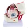 Magnification 3x Human Eye Model Teaching Tool