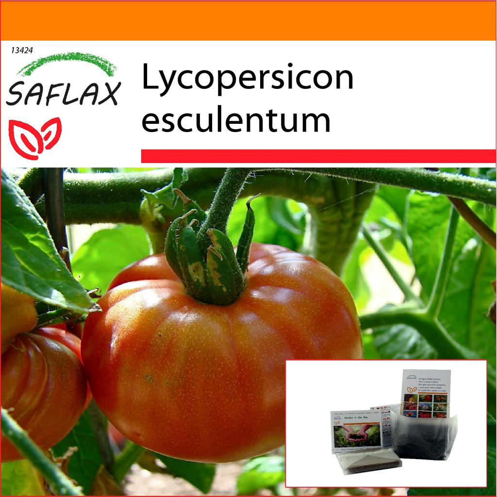 SAFLAX Garden in the Bag - Помидоры - Розовый Брендивайн - 10 семян - С субстратом в подходящем пакете - Lycopersicon esculentum