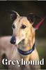Книга Greyhound : Dog Breed Overview and Guide