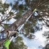 Greenworks GJ4 Cordless Pole Saw CN plug (adapter included)