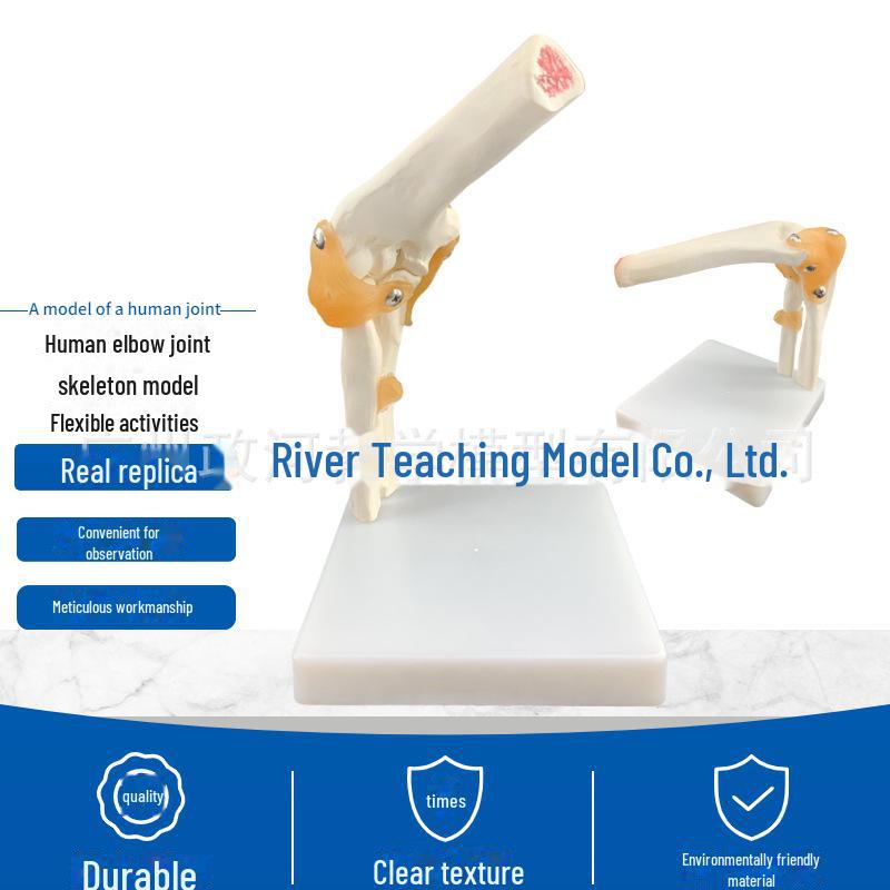 Набор моделей натуральных человеческих суставов: Колено, Плечо, Локоть, Рука, Стопа, Бедро