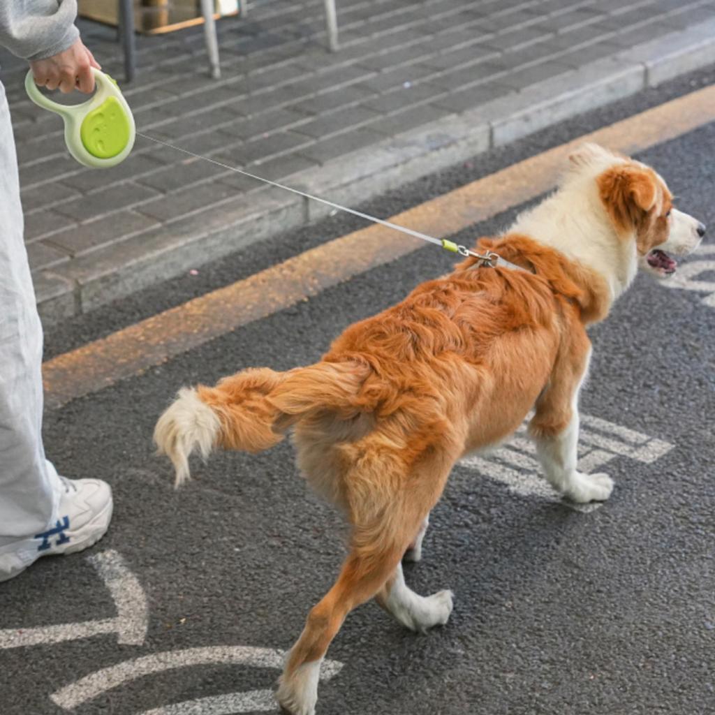 Retractable Dog Leash 5m Heavy Duty Nylon Tape 360° Tangle Free Dog Walking Leash One Touch Quick-Lock Braking Non-Slip Handle for All-Sized Dogs