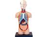 4D Human Torso Anatomy Model (626003) by Fame Master, a 4D master educational STEM puzzle.