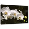 Canvas Print Orchid Flower White
