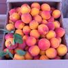 5 Apricot Seeds  (Prunus armeniaca)","Grown and Produced In Italy -Organic Product