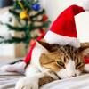 Pet Xmas Santa Hat Cat Dog Hat Plush Santa Hat Christmas Decoration Happy New Year Gift