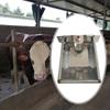 Автоматическая поилка для скота, нержавеющая сталь, большая вместимость, корм, поилка для животных