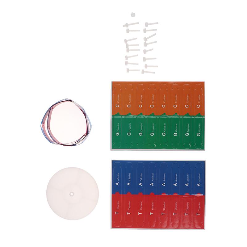 Человеческие гены ДНК модели двойной спирали научные игрушки преподавание обучения образовательная игрушка