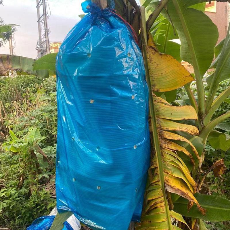 5/10/15 шт. Защитный мешок для бананов, защитные пакеты для фруктов с отверстием от холода и насекомых, защитный чехол для грозди бананов