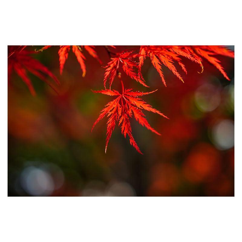 Sigma 65mm DG Contemporary для Sony ОАЭ Поддержка гарантии ОАЭ F/2 (черный) E-mount, Версия,