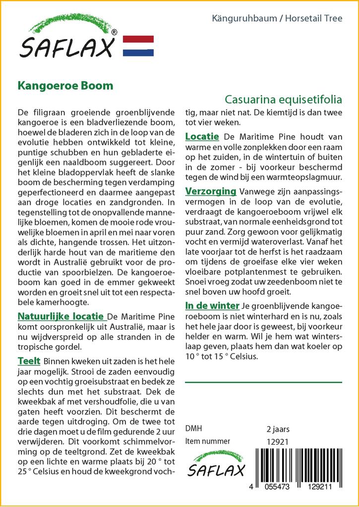 SAFLAX Хвощ полевой - 200 семян - Casuarina equisetifolia