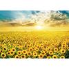 500-piece Jigsaw Puzzle - Golden Sunflower Field, Popular Korean Puzzle