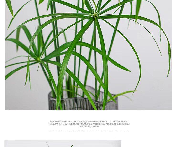 Hydroponic Lucky Bamboo and Aquatic Grass for Fish Tanks and Ponds