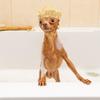 Waterproof Pet Bathing Cap Adjustable Rubber Band Reusable Cat Shower Cap Elastic Headgear Comfortable Ear Protection Pet Cap