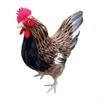 Поделки из фигурок животных Фигурка Цыпленок Скульптура Курица для газона Двора Фотографии