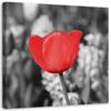 Canvas Print Modern Red Tulip Blossom In the Meadow