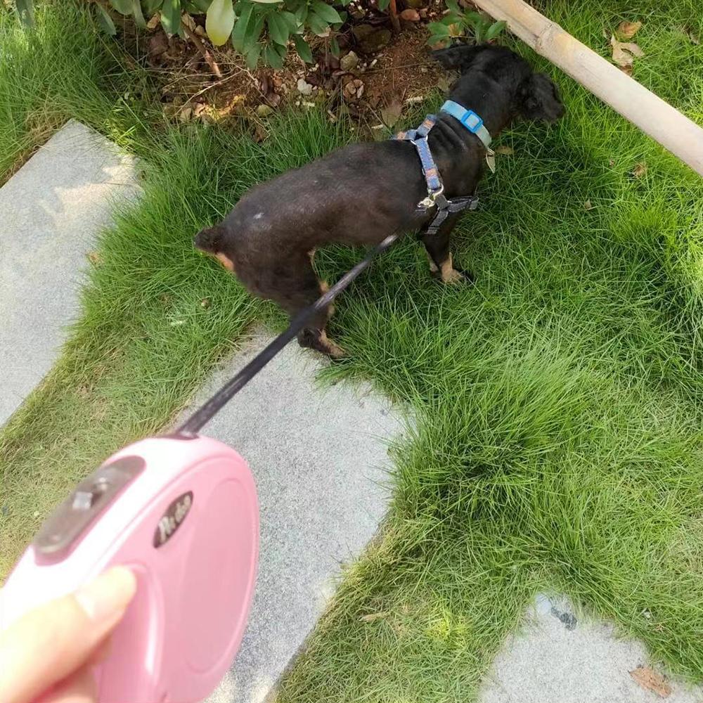 3 м/5 м автоматический выдвижной поводок для собак прочная нейлоновая веревка портативная тяга на открытом воздухе для домашних животных кошка собака выгул рулетка поводок товары для домашних животных