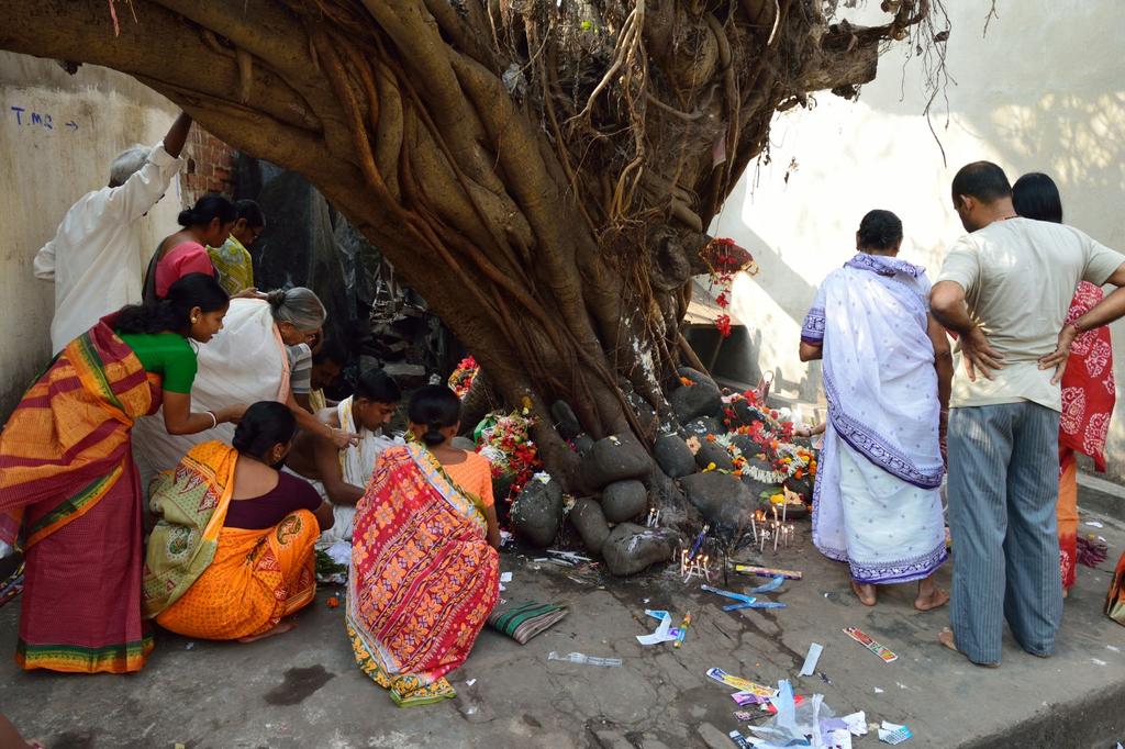 SAFLAX Peepul Tree / Sacred Fig - 100 семян - Ficus religiosa