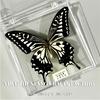 Premium Insect Specimen Collection – Real Framed Butterflies, Beetles For Science Education & Home Decor