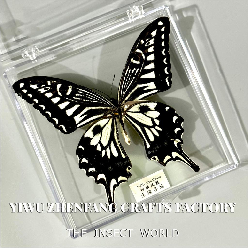 Premium Insect Specimen Collection – Real Framed Butterflies, Beetles For Science Education & Home Decor