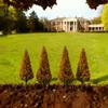 Artificial Boxwood Tree for Hotel, Courtyard, or Mall Decor