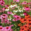 Purple Coneflower Flower Seeds for the Garden, Large Yields