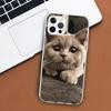 British Shorthair Cat Phone Case For Apple iPhone 11 12 13 15 14 Pro 7 XR X XS Max 8 Plus + Mini SE Customized Print Soft Cover