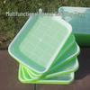 Hydroponic Seedling Tray for Soilless Growing: Vegetable, Bean, Wheat, Garlic Cultivation