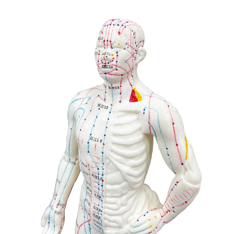 Модель акупунктуры 48/50 см, модель женского и мужского тела, обучающий дисплей для акупунктурных точек, дисплей для лабораторных принадлежностей, с руководством пользователя