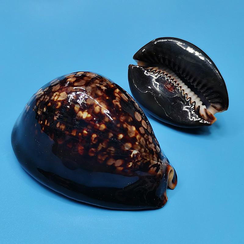 Редкий натуральный экземпляр раковины каури для аквариума или средиземноморского домашнего декора