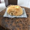 Спящая собака, плюшевая кукла, звуковой коврик, домашний автомобильный кассовый ящик, украшение для дома