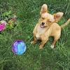 Sound Pet Supplies Chew Toys Relieve Boredom TPR Sounding Toy Elasticity Ball Molar Ball Dog  Toy