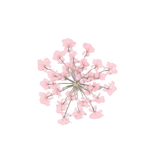 100шт прессованный сушеный цветок Ammi Majus из эпоксидной смолы для ногтей DIY Декор для телефона