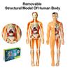 Модель человеческого тела Интерактивная DIY Анатомическая модель человеческого тела Модель человеческого скелета со съемными органами и полупрозрачными человеческими панцирями Образовательный реквизит