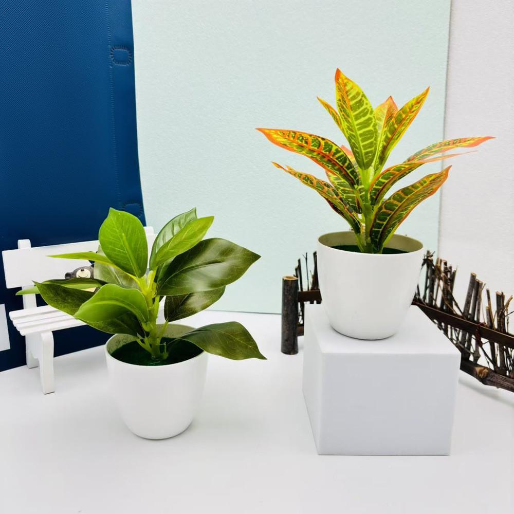 Эпипремнум Золотистый Фиттония Альбивенис Растение в горшке для домашнего декора Настольные акценты