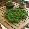 Environmental Fake Moss Durable Polyester Moss Grass  Micro Landscape Layout