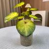 Potted Turtle Back Bonsai: Faux Floor Plant Decoration - Small Green Simulation Ornaments for Living Room
