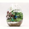 Exquisite Succulent Glass Vase Transparent Micro Landscape Moss Bottle  Hydroponic