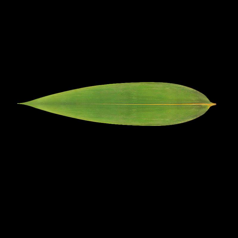 HUIWEN Natural Bamboo Zongzi Leaves
