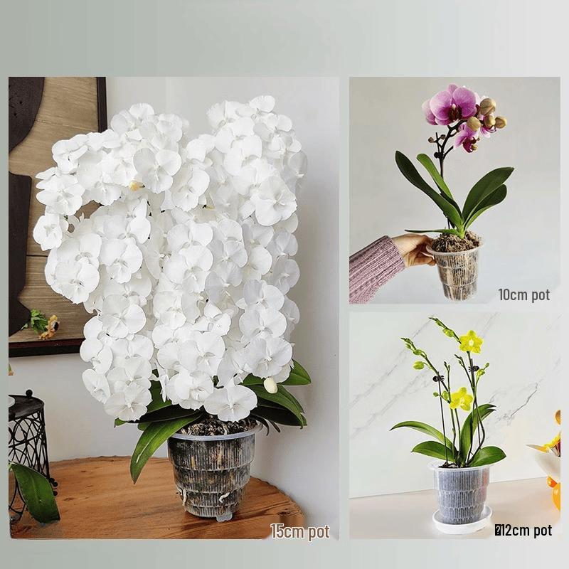 Transparent Orchid Root Control Pot with Air Column and Tray (Set of 2)